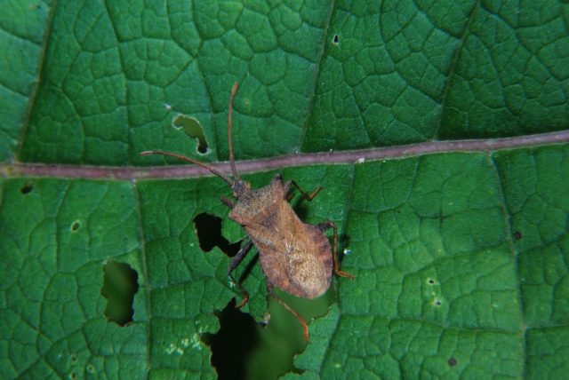 Coreidae: Coreus marginatus della Romagna (FC)